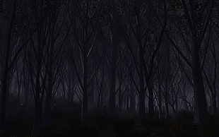 trees at night HD wallpaper