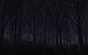 trees at night