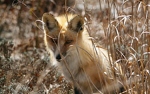 fox near grass\