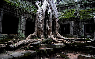 Thailand historical site, trees, ruin, roots, Cambodia