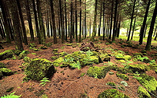 rock with green moss, nature, landscape, forest
