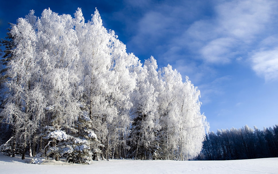 tree with snow during daytime HD wallpaper