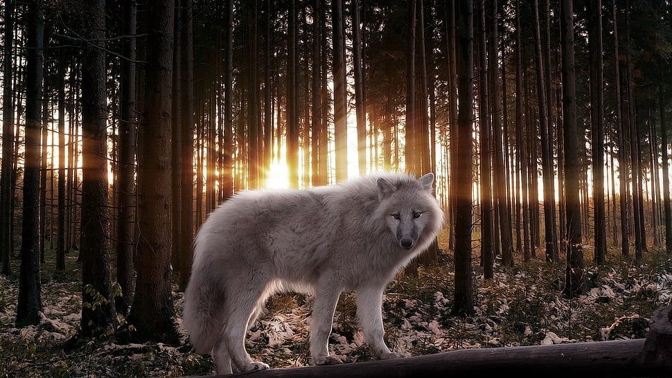 white fox in the woods HD wallpaper