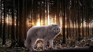 white fox in the woods HD wallpaper