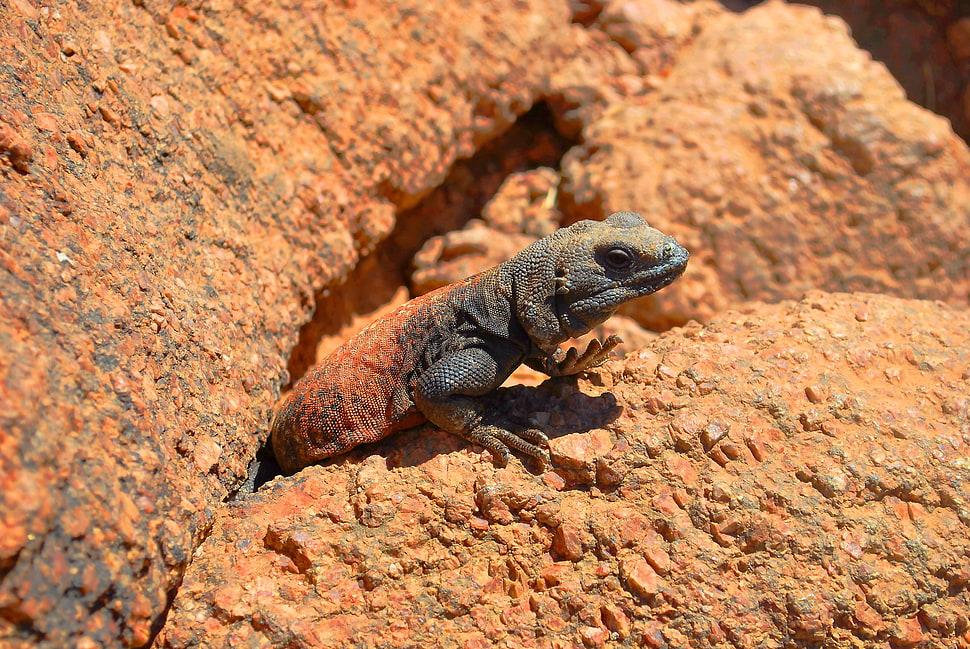 gray gecko HD wallpaper