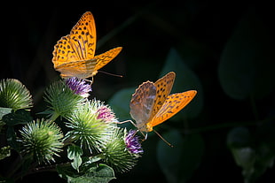 two orange butterflies on top of green succulent plant