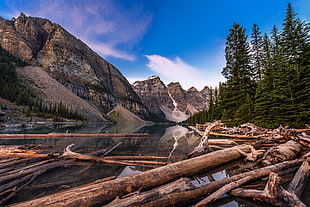 brown cut trees on water during daytime, moraine lake, banff national park, canada