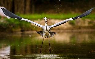 selective focus black and white crane bird