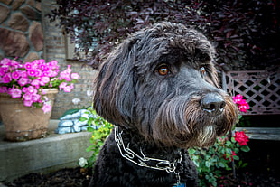 close-up photo of long-coated wirehaired brown and gray dog during daytime