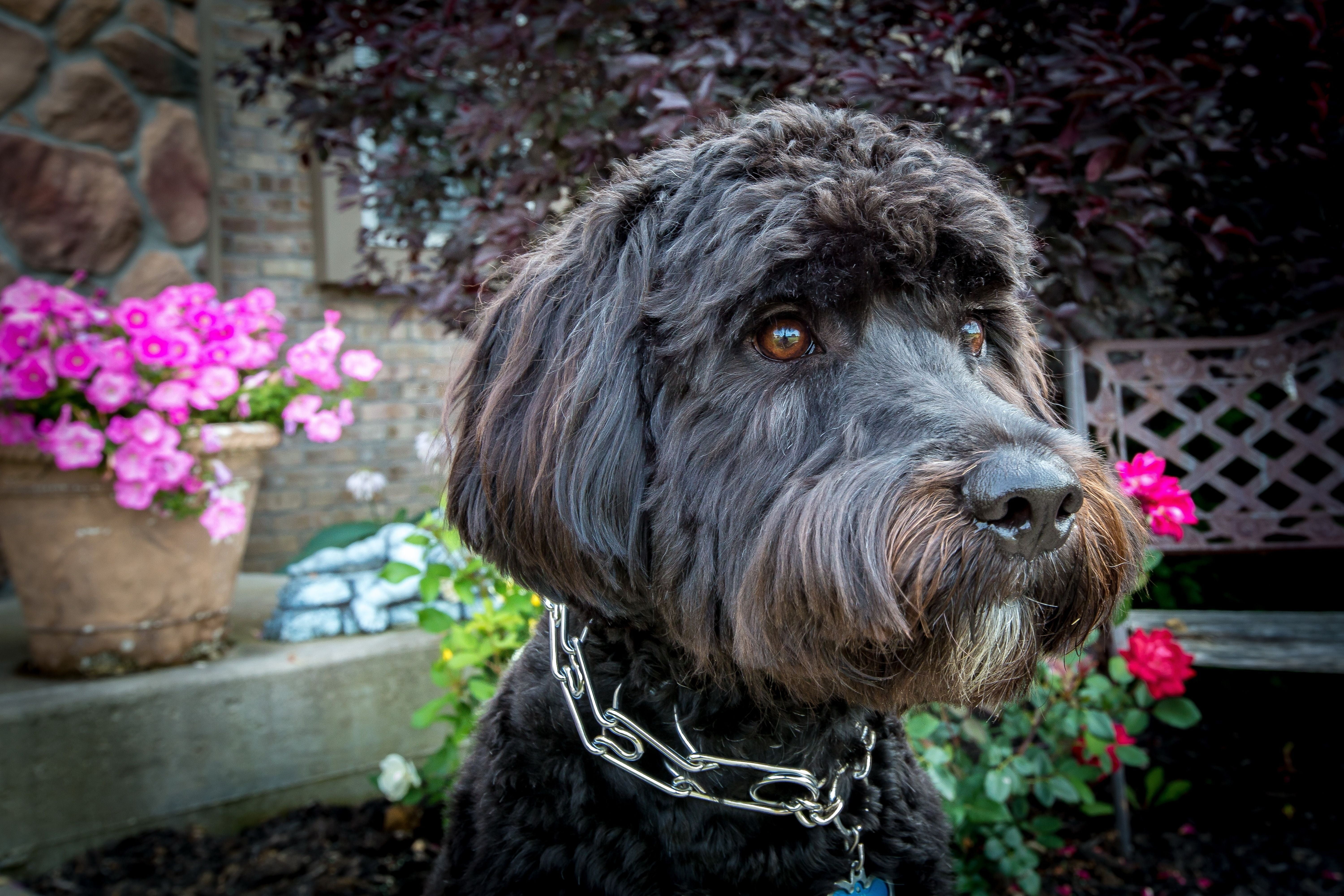 close-up photo of long-coated wirehaired brown and gray dog during daytime