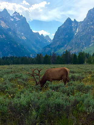 brown reindeer, deer