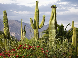 photo of green cacti during daytime