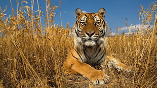 orange tiger, animals, nature
