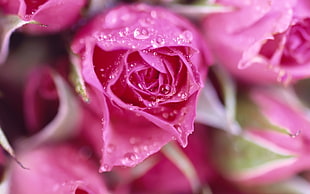 pink rose focus photography HD wallpaper