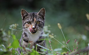 selective focus photo of brown tabby kitten
