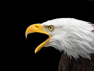 Bald Eagle closeup photography HD wallpaper