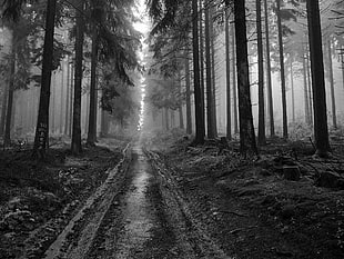 grayscale photo of pathway surrounded by trees, forest, monochrome, trees