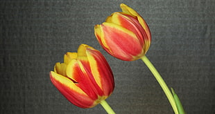 two bloomed red-and-yellow tulips