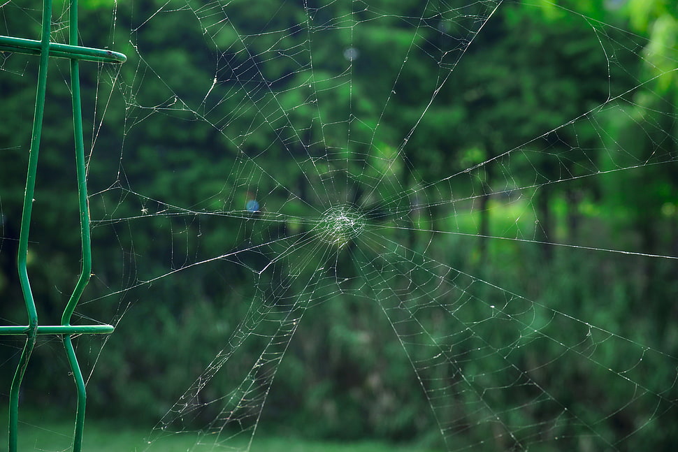 spider web, Cobweb, Grid, Netting HD wallpaper