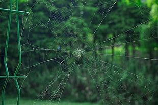 spider web, Cobweb, Grid, Netting HD wallpaper