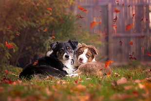 two long-coated black and brown dogs, animals, fall, leaves, dog