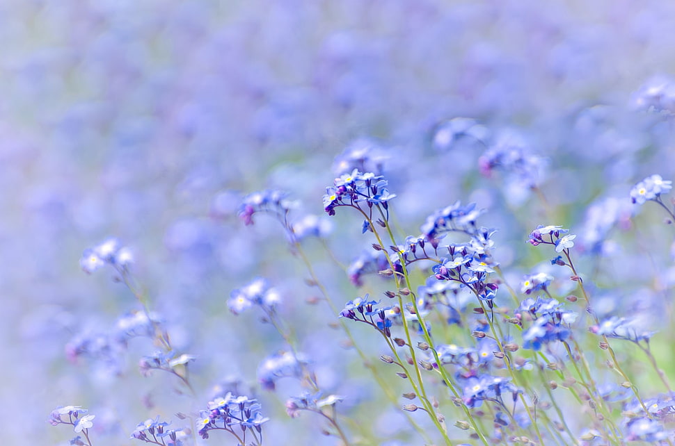 purple and white petaled flower field during daytime HD wallpaper