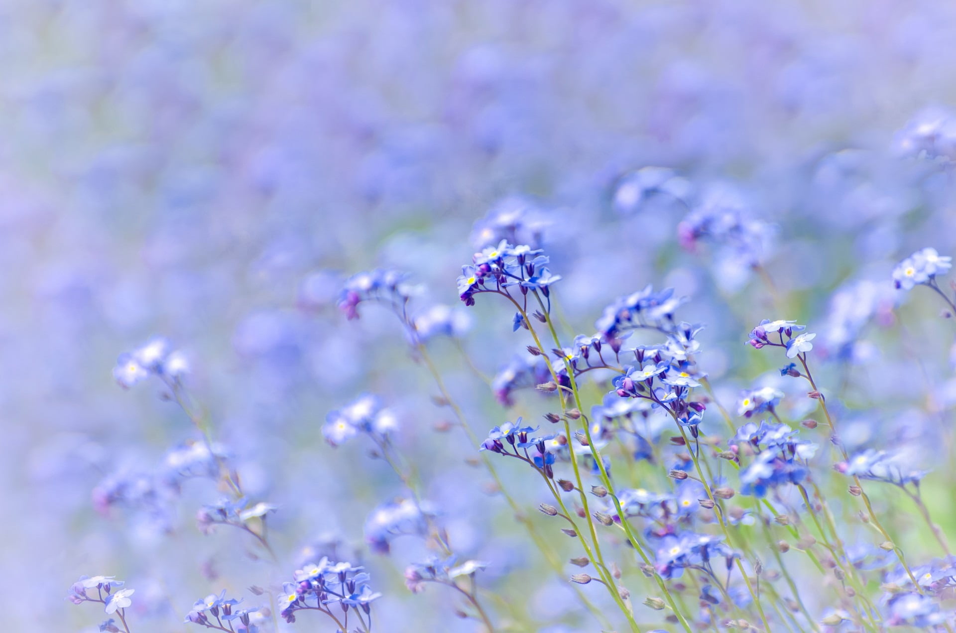 purple and white petaled flower field during daytime