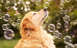 adult Golden Retriever playing bubbles