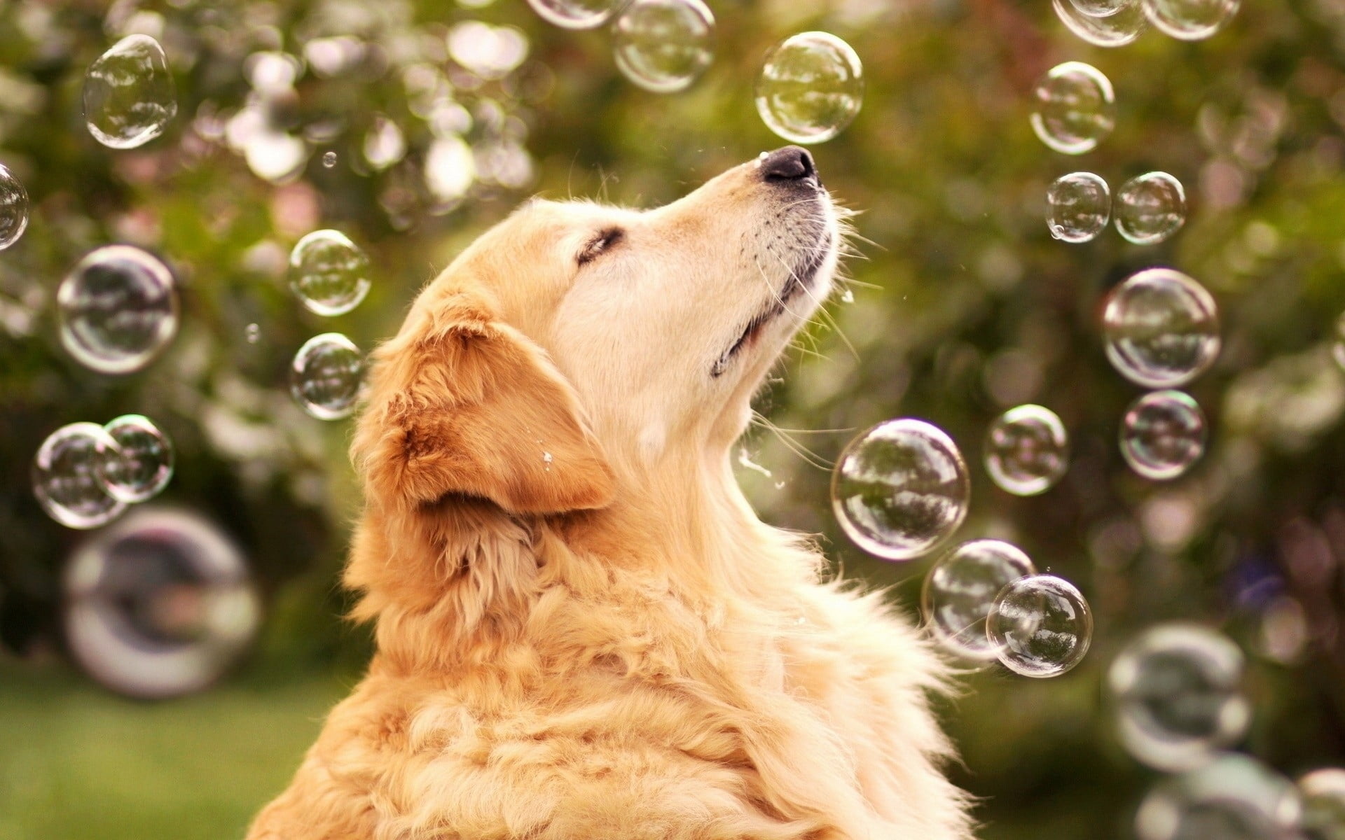 adult Golden Retriever playing bubbles