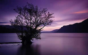 silhouette of tree during sunset, nature, landscape, lake, trees