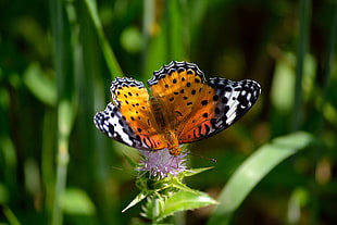 close-up photography of brown and white Butterfly