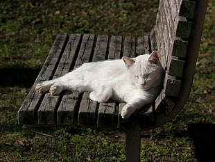white tabby cat on brown wooden garden bench
