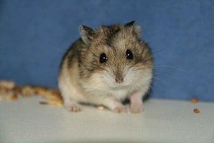 brown and white hamster on white surface