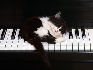 white and black fur kitten on the black keyboard