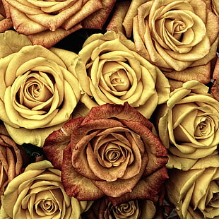 closeup photography of brown and yellow roses