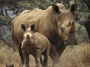 brown rhinos near trees during daytime
