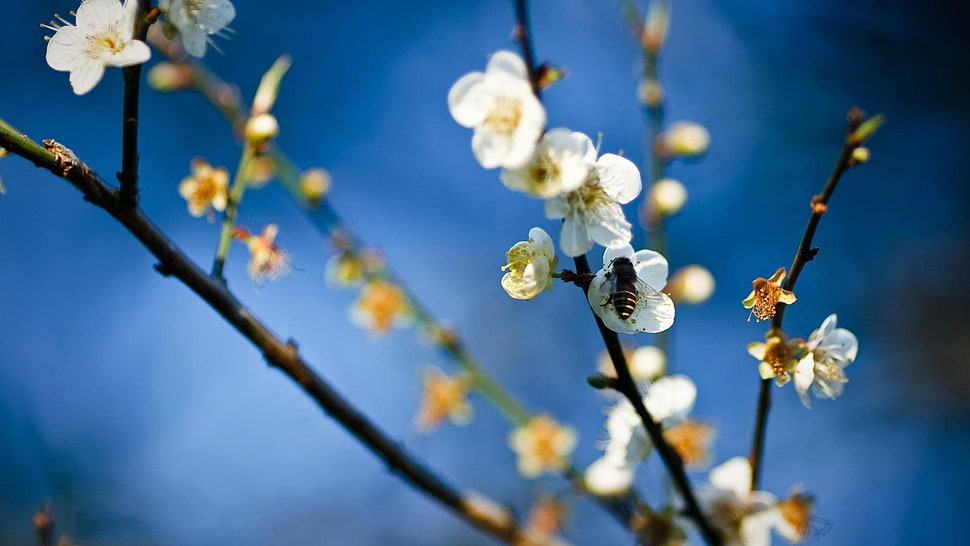 white flowers, flowers HD wallpaper