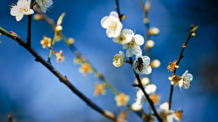 white flowers, flowers