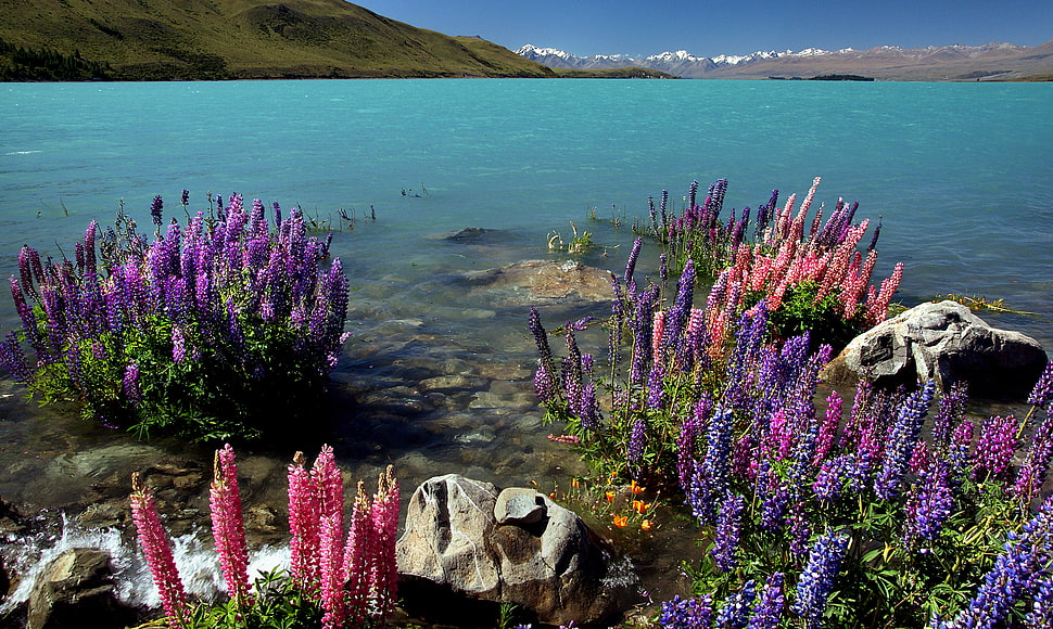 purple and pink petaled flower near white rock surrounded by water, lupins, lake tekapo, nz HD wallpaper