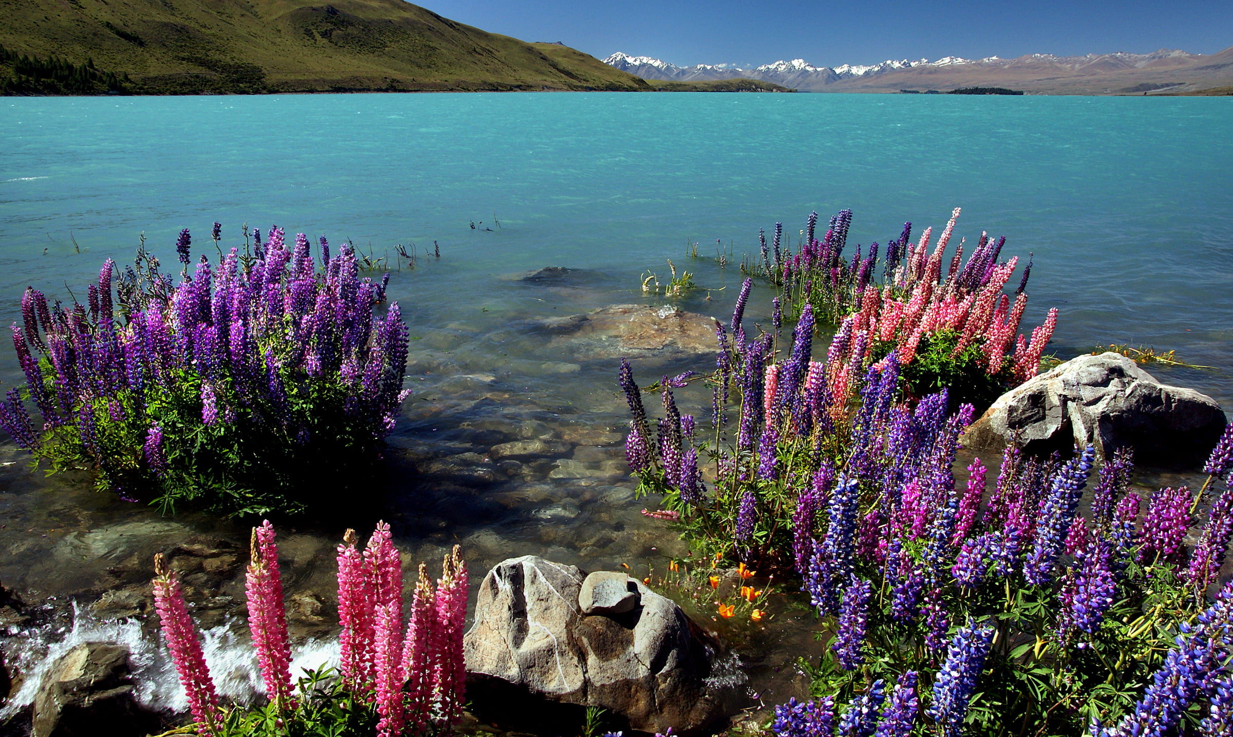 purple and pink petaled flower near white rock surrounded by water, lupins, lake tekapo, nz