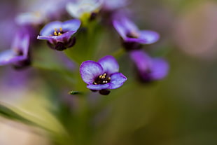 selective focus photography of purple petaled flowers HD wallpaper