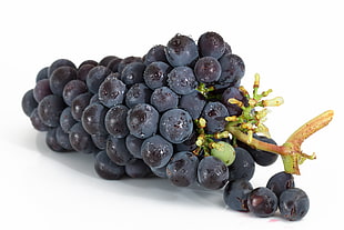 black grapes HD wallpaper