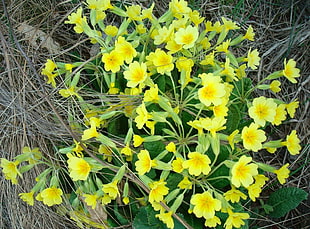 yellow primroses closeup photo
