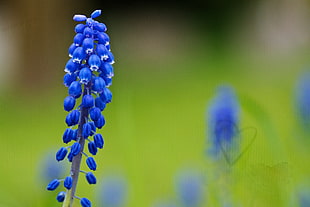 blue flower HD wallpaper