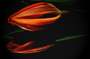 macro shot of a orange tulip