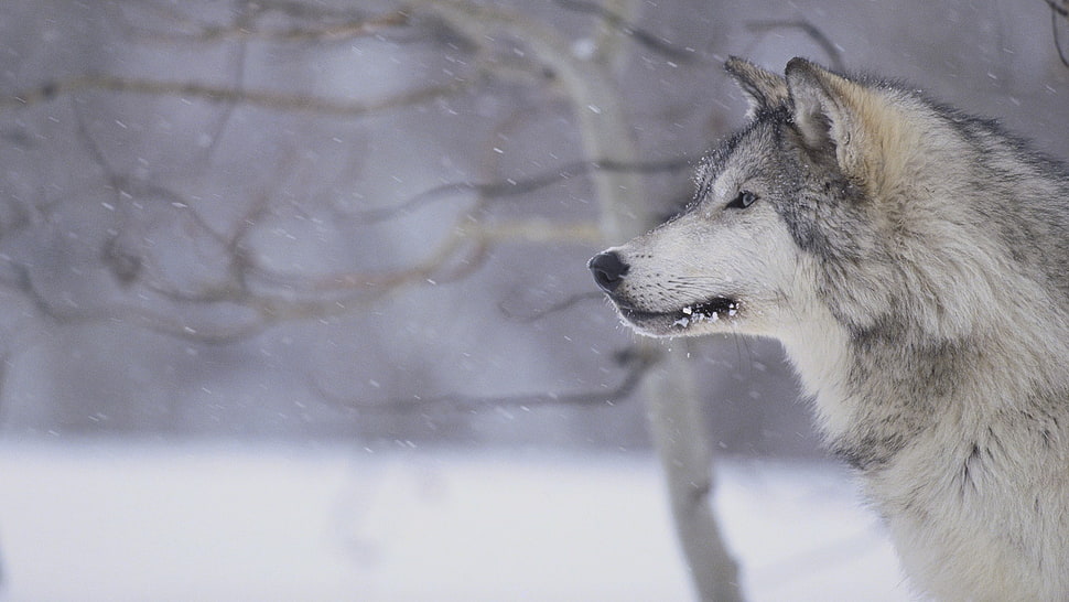 gray and white wolf, wolf, animals, snow HD wallpaper
