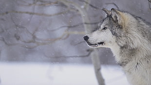 gray and white wolf, wolf, animals, snow