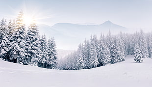 white snows, forest, snow, winter HD wallpaper