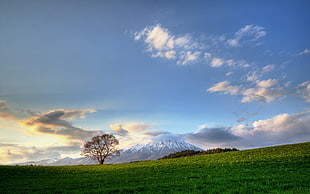 landscape photography of bare tree and mountain during winter