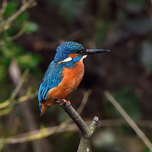 blue and orange kingfisher perching on brown twig